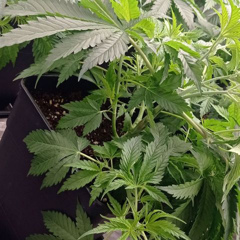 Pineapple Glue growlog timeline photo