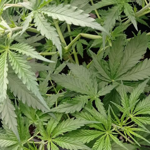 Pineapple Glue growlog timeline photo