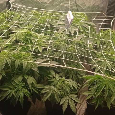Pineapple Glue growlog timeline photo