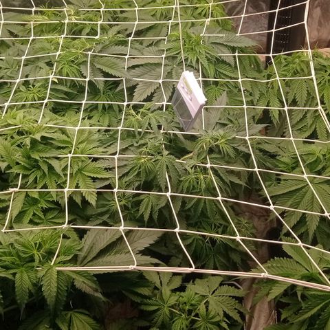 Pineapple Glue growlog timeline photo