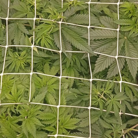 Pineapple Glue growlog timeline photo