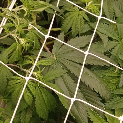 Pineapple Glue growlog timeline photo