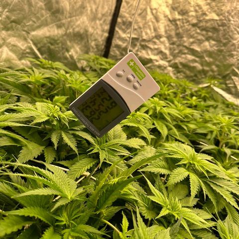 Pineapple Glue growlog timeline photo