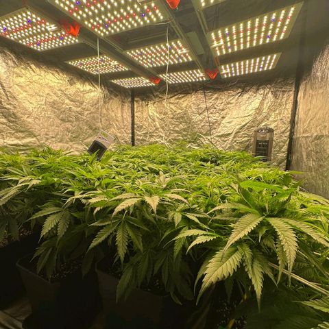 Pineapple Glue growlog timeline photo