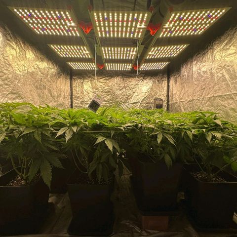 Pineapple Glue growlog timeline photo