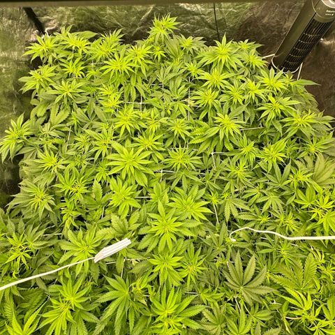 Pineapple Glue growlog timeline photo
