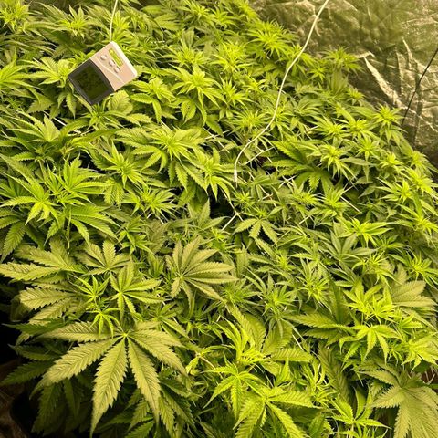 Pineapple Glue growlog timeline photo