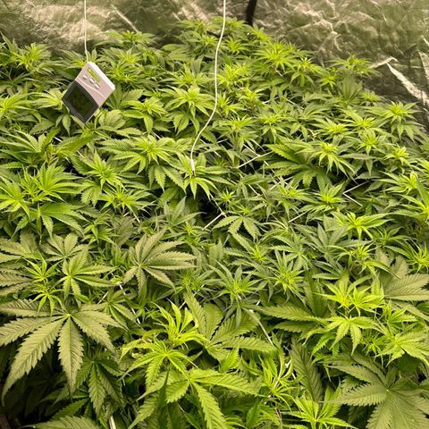 Pineapple Glue growlog timeline photo