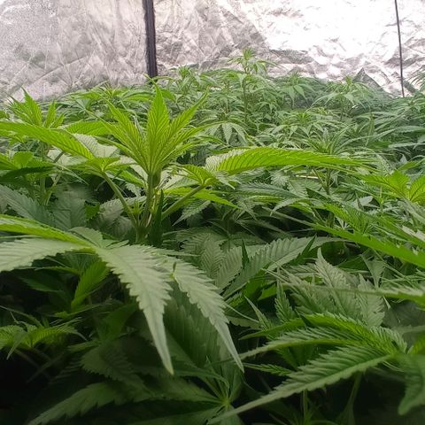 Pineapple Glue growlog timeline photo