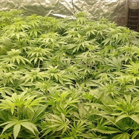 Pineapple Glue growlog timeline photo