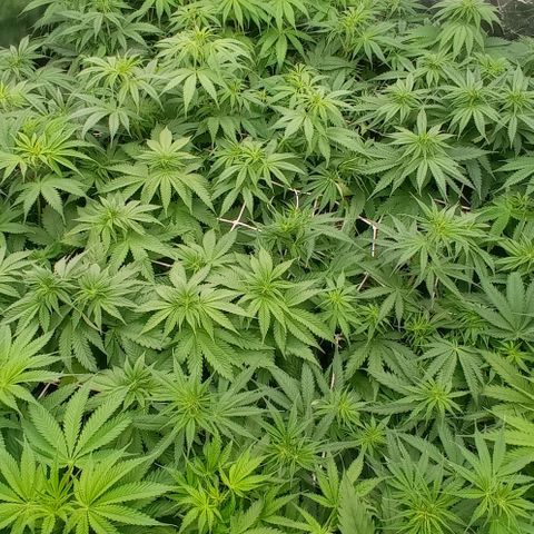 Pineapple Glue growlog timeline photo