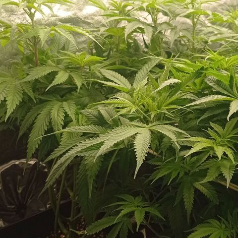 Pineapple Glue growlog timeline photo
