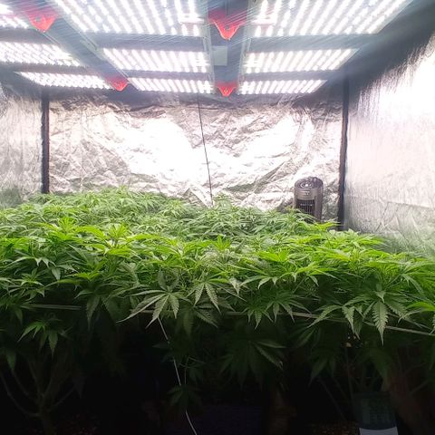Pineapple Glue growlog timeline photo