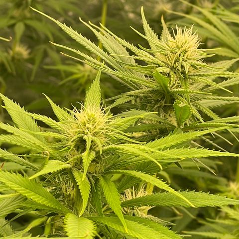 Pineapple Glue growlog timeline photo