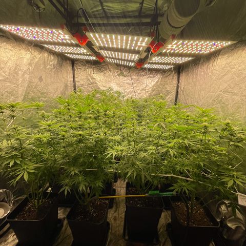 Pineapple Glue growlog timeline photo