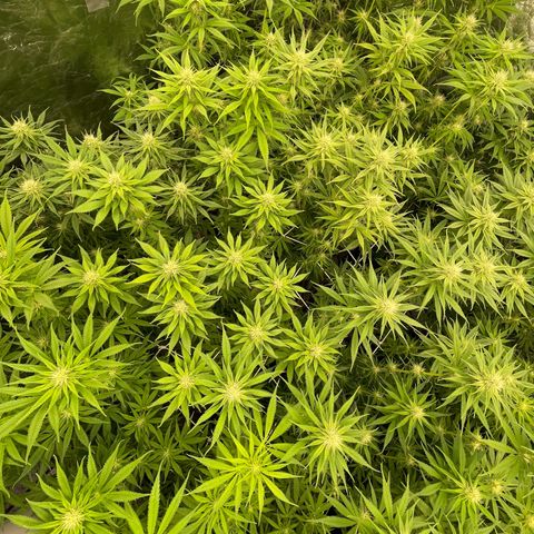Pineapple Glue growlog timeline photo