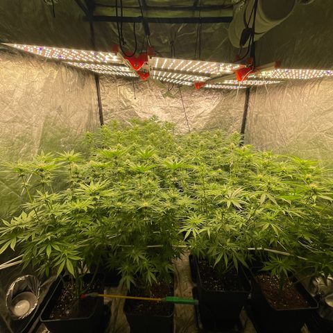 Pineapple Glue growlog timeline photo