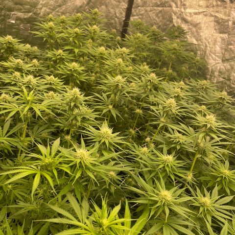 Pineapple Glue growlog timeline photo