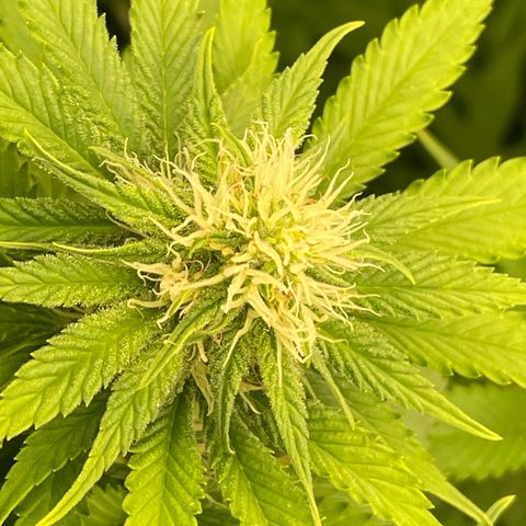 Pineapple Glue growlog timeline photo