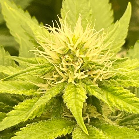 Pineapple Glue growlog timeline photo