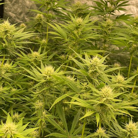 Pineapple Glue growlog timeline photo
