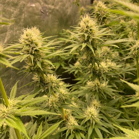 Pineapple Glue growlog timeline photo