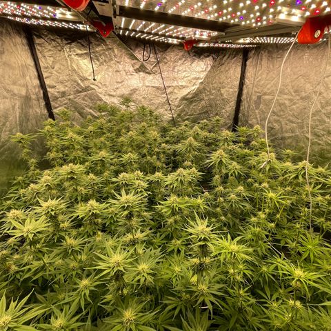 Pineapple Glue growlog timeline photo