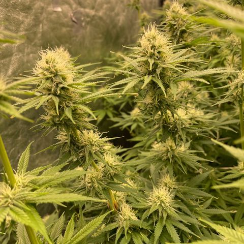 Pineapple Glue growlog timeline photo
