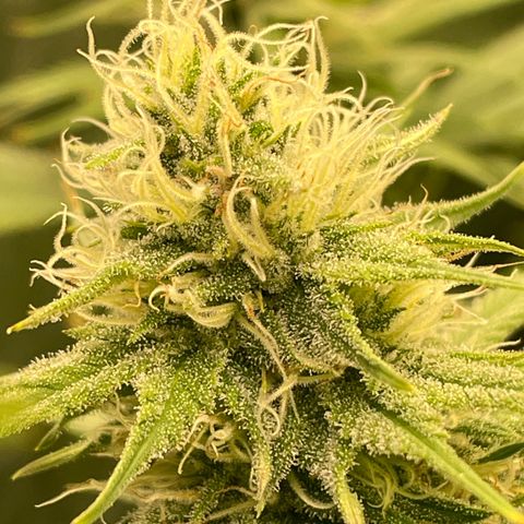 Pineapple Glue growlog timeline photo