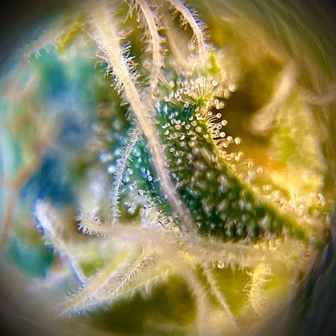 Pineapple Glue growlog timeline photo