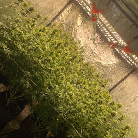 Pineapple Glue growlog timeline photo