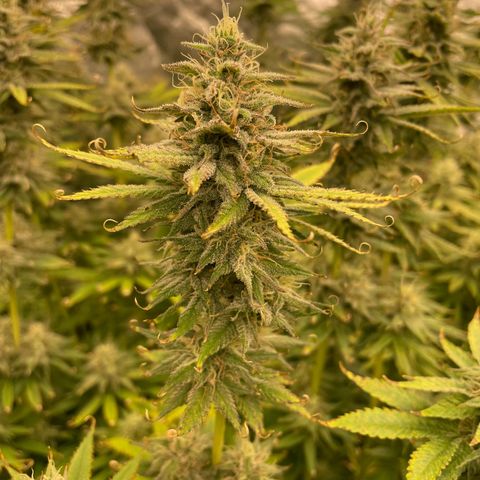 Pineapple Glue growlog timeline photo