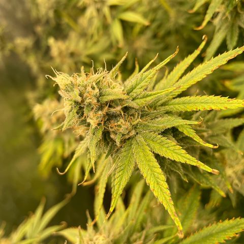 Pineapple Glue growlog timeline photo