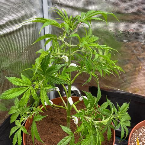 Cheese XL growlog photo: Did some LST with plant bends so that she grows more openly and buds get more light. I’ll post an updated pic in a few days.