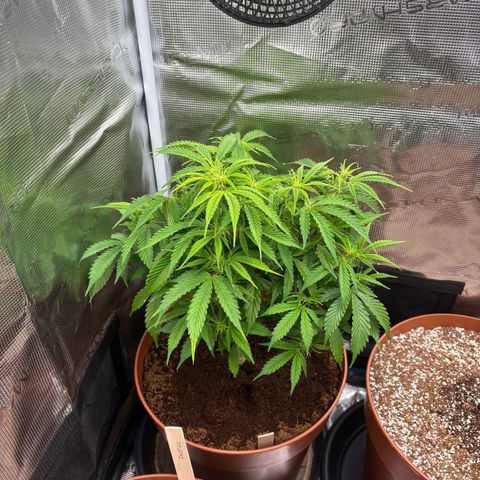 Cheese XL growlog photo: 7 days since supercrop 