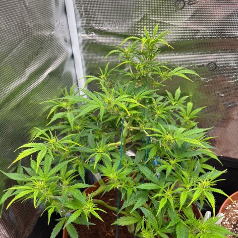 Cheese XL growlog timeline photo