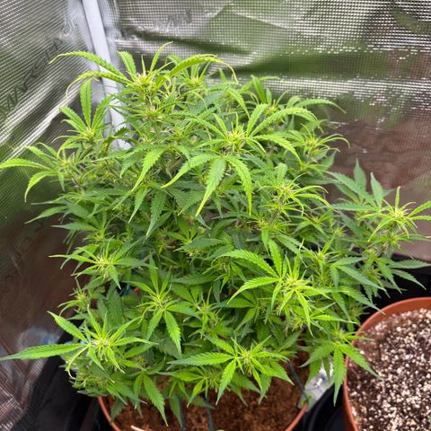 Cheese XL growlog timeline photo