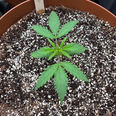 Amnesia Zkittlez Auto 1 growlog timeline photo
