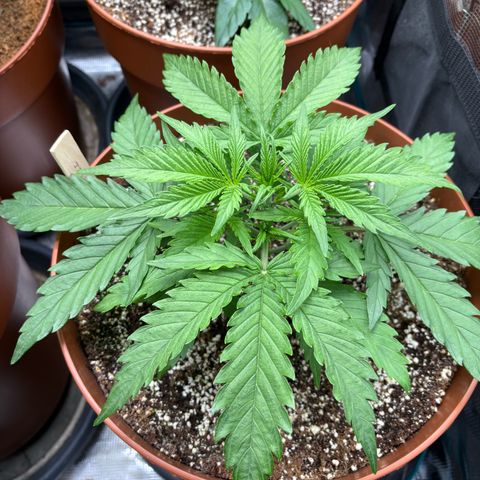 Amnesia Zkittlez Auto 1 growlog timeline photo
