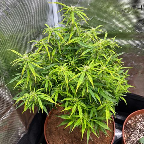 Cheese XL growlog timeline photo