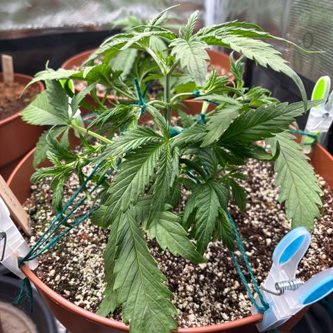 Amnesia Zkittlez Auto 1 growlog timeline photo