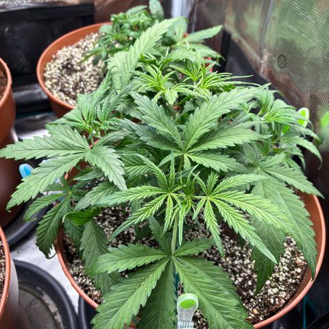 Amnesia Zkittlez Auto 1 growlog timeline photo