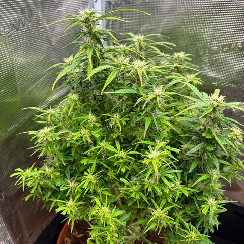 Cheese XL growlog timeline photo
