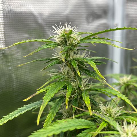 Cheese XL growlog timeline photo