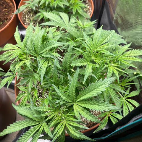 Amnesia Zkittlez Auto 1 growlog timeline photo