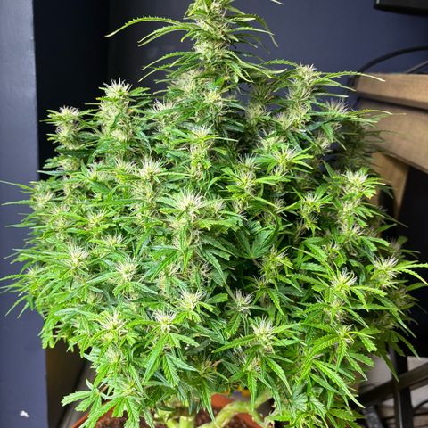 Cheese XL growlog timeline photo