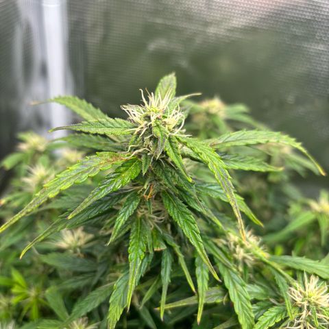 Cheese XL growlog timeline photo