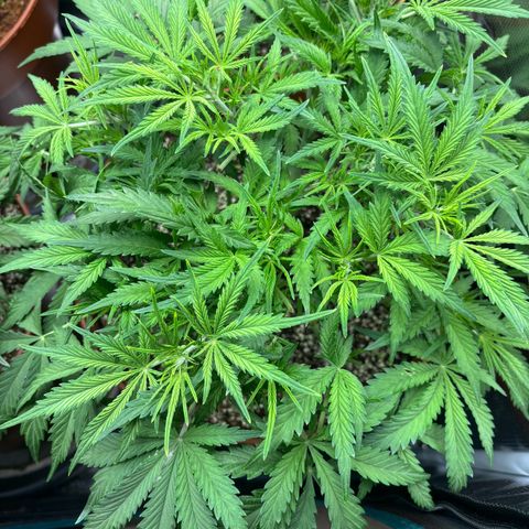 Amnesia Zkittlez Auto 1 growlog timeline photo