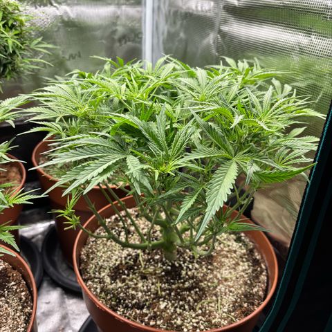 Amnesia Zkittlez Auto 1 growlog timeline photo