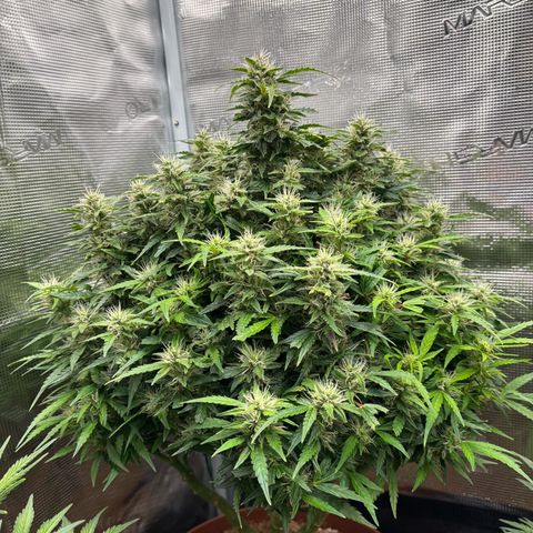 Cheese XL growlog timeline photo